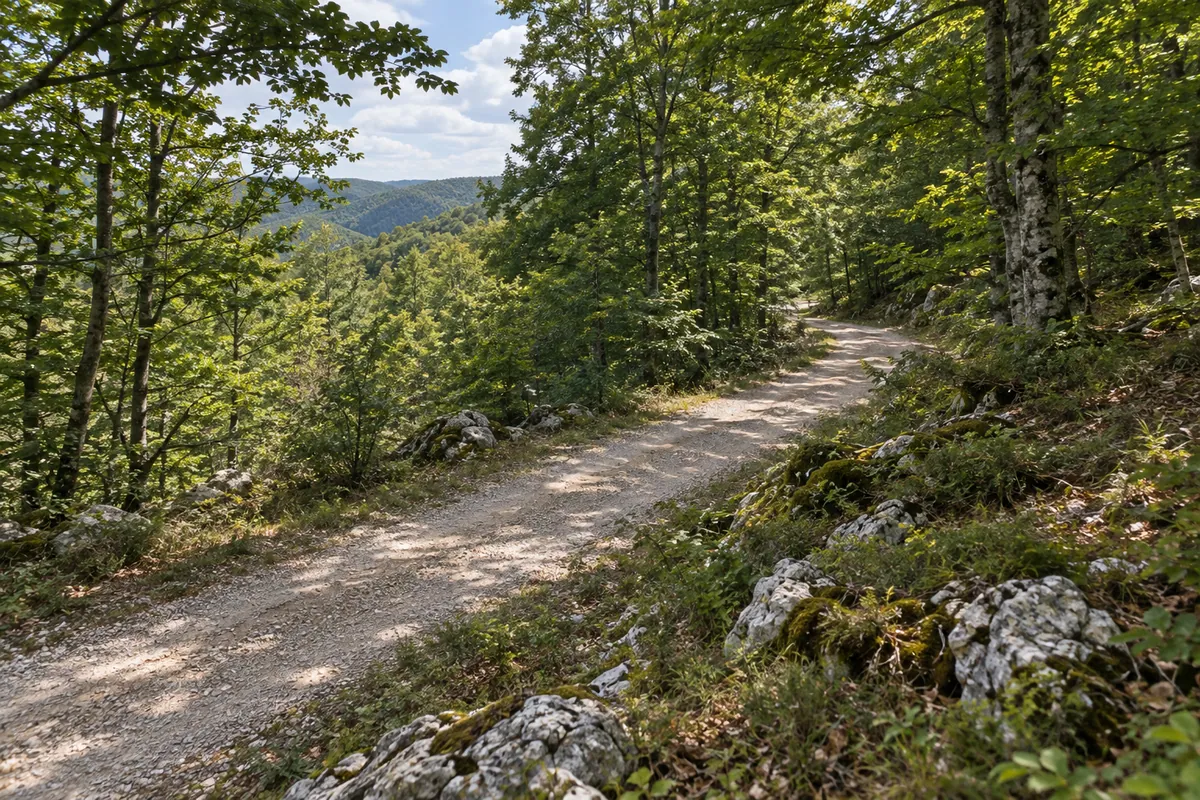 Master's Road curves through sunlit beech woodland on the greener approach near Sveti Rok.
